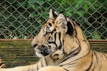 Tiger in da houseの写真素材