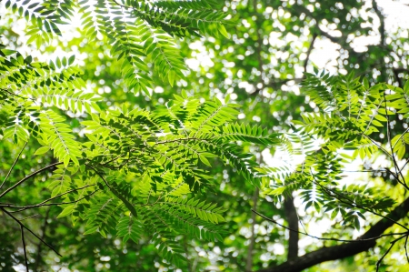 forest sky lookingの写真素材