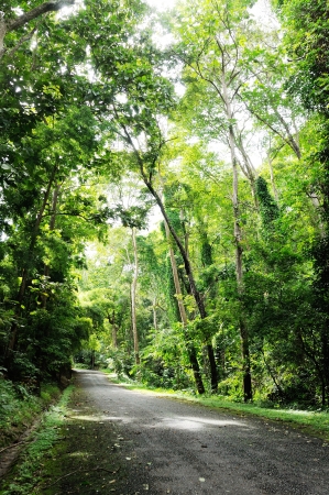road to the forestの写真素材