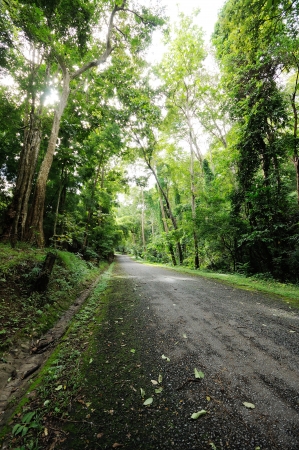 road to the forestの写真素材