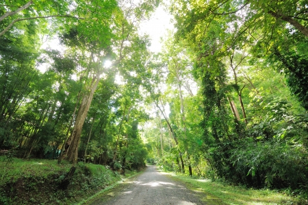 road to the forestの写真素材
