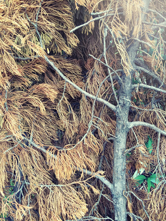 Branch tree brown cold weatherの写真素材