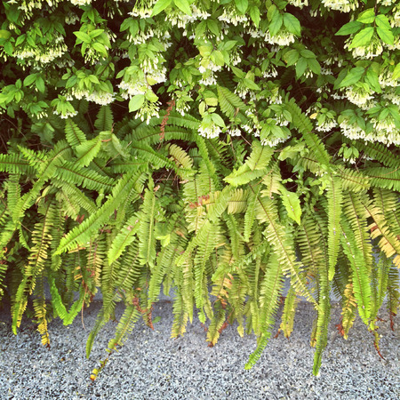 Plant field on building の写真素材