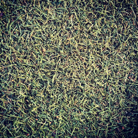 Grass field in vintage styleの写真素材