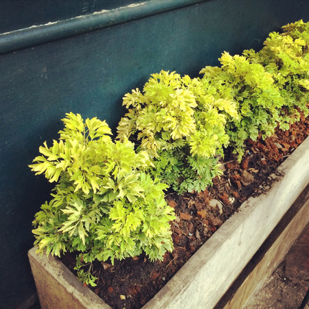 Plants in the rail potの写真素材