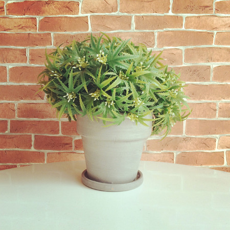 Vintage plant in a potの写真素材