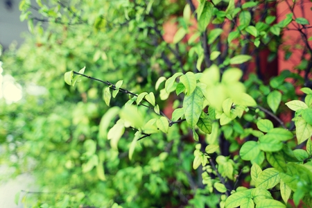 Green leaf background patternの写真素材