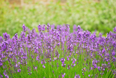 Purple flower focus background texturedの写真素材