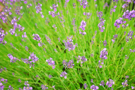 Purple flower focus background texturedの写真素材