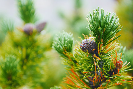 Green pine tree background textured