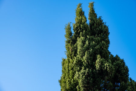 Pine tree on blue sky background. Green pine tree on blue sky background.の写真素材