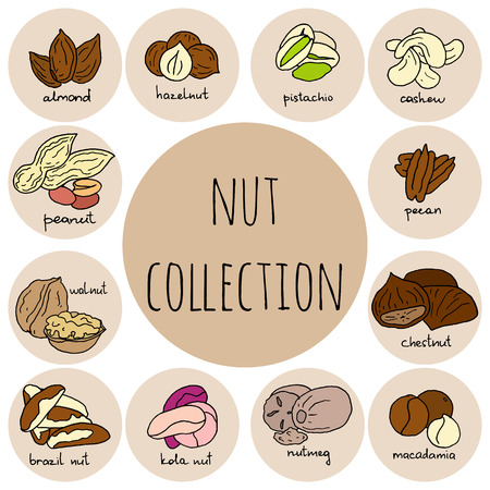 Set of hand drawn vector illustrations of different kinds of nuts. Great for vegan and healthy life concept. Infographics.のイラスト素材