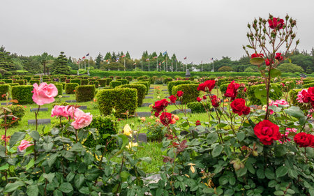 Flowers and Main yard inside United Nations (UNO) Memorial Cemetery of Korean War in Seoul, South...