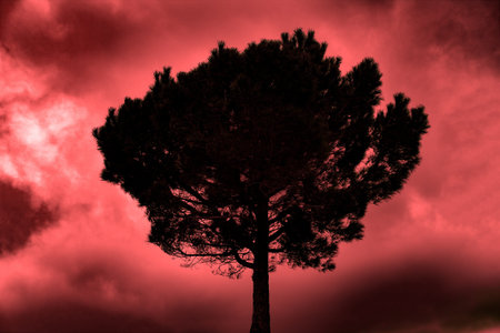 tree against the sky, beautiful night sky