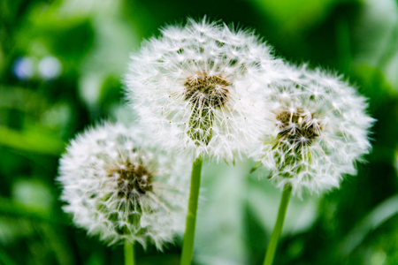 Dandelion against the background of green grass, photo background of flowersの写真素材