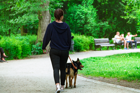 A young girl walks with a dog in the park, walking a dog on a leashの写真素材