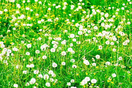 Dandelion against the background of green grass, photo background of flowersの写真素材