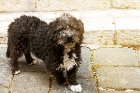 stray dog, tortured dog, dirty and abandoned dog on the street, concept of taking care of animalsの写真素材