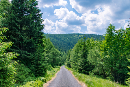 Asphalt road in pine forest on sky background, natural backgroundの写真素材