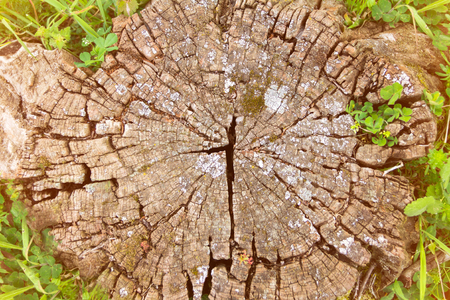 An old stump covered in green stava, a beautiful wooden backgroundの写真素材