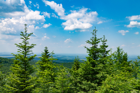 Summer forest landscape against the sky in the rays of a burning sun, natural background of natureの写真素材