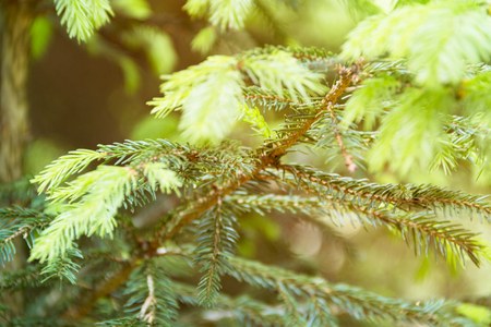 Background texture of fluffy tree branches for a Christmas card, young branches of a Christmas treeの写真素材