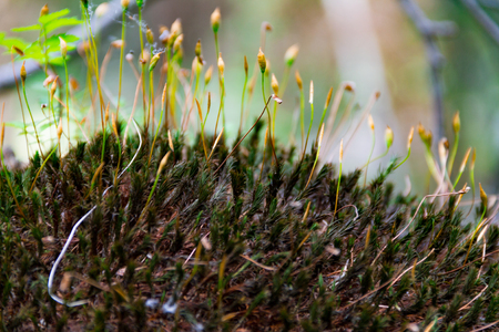 A thick green moss settled on the trunk of a tree. green moss sunlit, colorful natural backgroundの写真素材