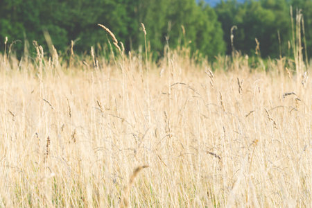 grassland background, texture looks like a golden wave