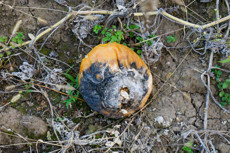 Rotten pumpkin in a field or farm, decaying pumpkin.の写真素材