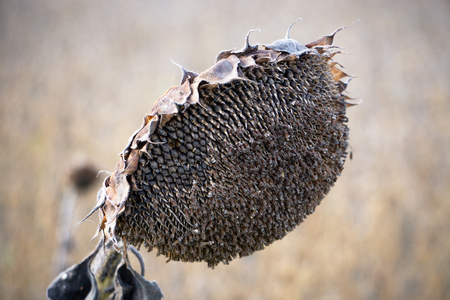 Withered Sunflowers Ripened Dry Sunflowers Ready for Harvesting.の写真素材