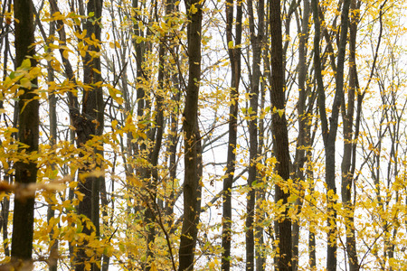Enchanted autumn light in the forest, with bright rays of golden light falling through the trees to the ground, perfect for the backgroundの写真素材
