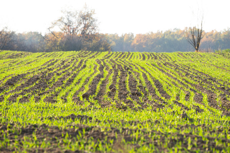 green field in autumn, background image of a tree in a field, rural industryの写真素材