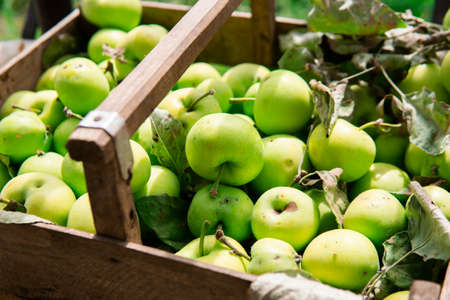 Many fresh green apples with leaves in a wooden basket. Natural productsの写真素材