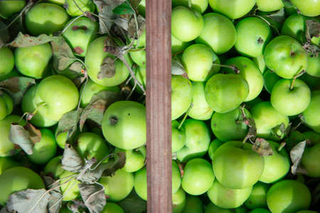 Many fresh green apples with leaves in a wooden basket. Natural productsの写真素材