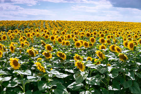 Sunflower field with a cloudy blue sky.の写真素材