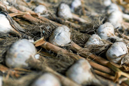 Large garlic, garlic lies on the ground, raw garlicの写真素材