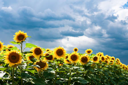 Sunflower field with a cloudy blue sky.の写真素材