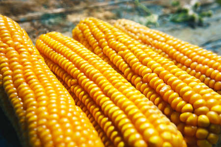Fresh corn closeup. Agricultural products. Bio productsの写真素材