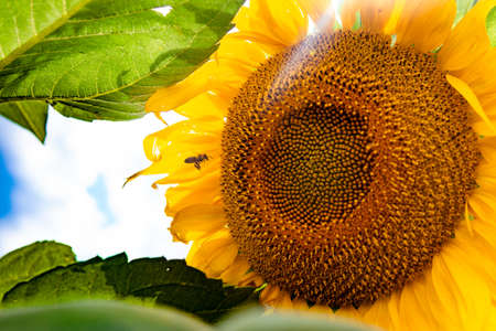 Sunflowers field against a cloudy blue sky. Agriculture. Beautiful summer landscapeの写真素材