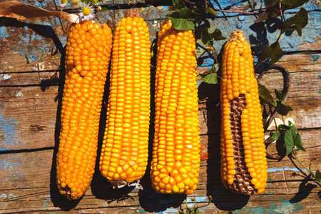 Fresh corn on cobs on rustic wooden table, closeupの写真素材