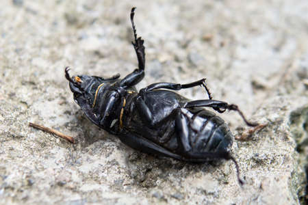 The black beetle lies on its back. Dead beetleの写真素材