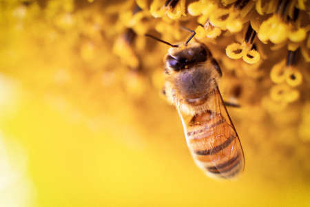 Bee collects nectar from a sunflower. Natural Honey Productionの写真素材
