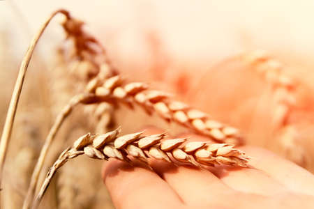 Male hand holding wheat in the field. Summer landscape Ripe wheat in a fieldの写真素材