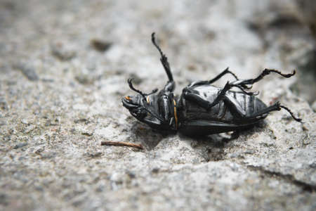 The black beetle lies on its back. Dead beetleの写真素材