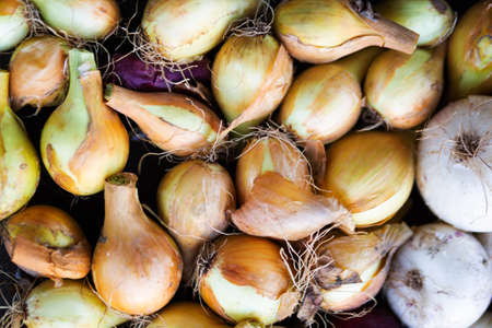Many small onion bulbs for planting. Different varieties of onionsの写真素材