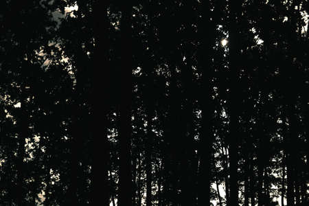 Night forest. Leaves of trees against the night skyの写真素材