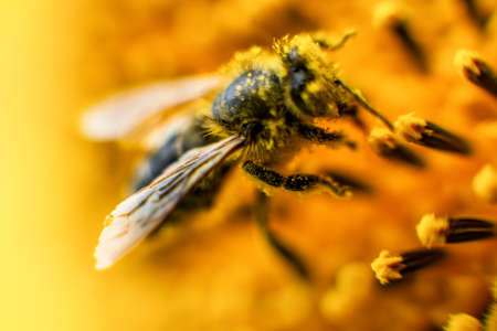 Bee collects nectar from a sunflower. Natural Honey Productionの写真素材
