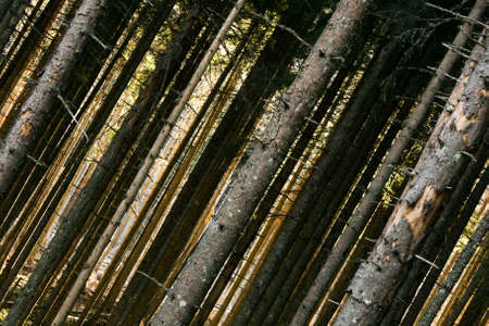 autumn forest trees. nature green wood sunlight backgrounds.の写真素材