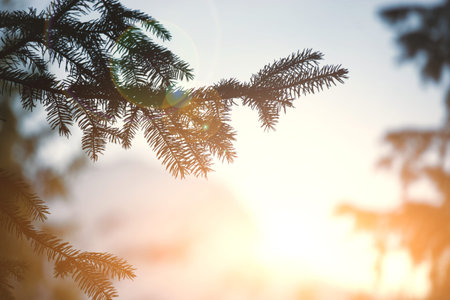 Pine branch and setting sun. Christmas backgroundの写真素材