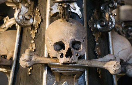 The real human skull. Bones. Death man